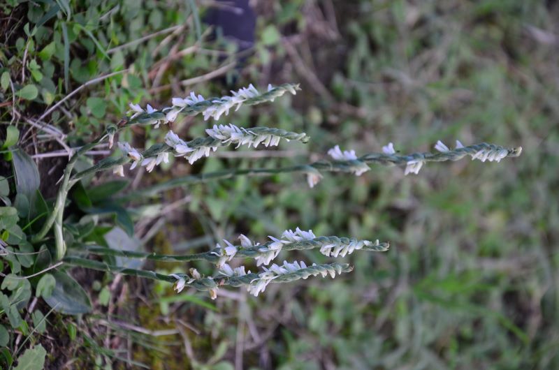 Spiranthes spiralis